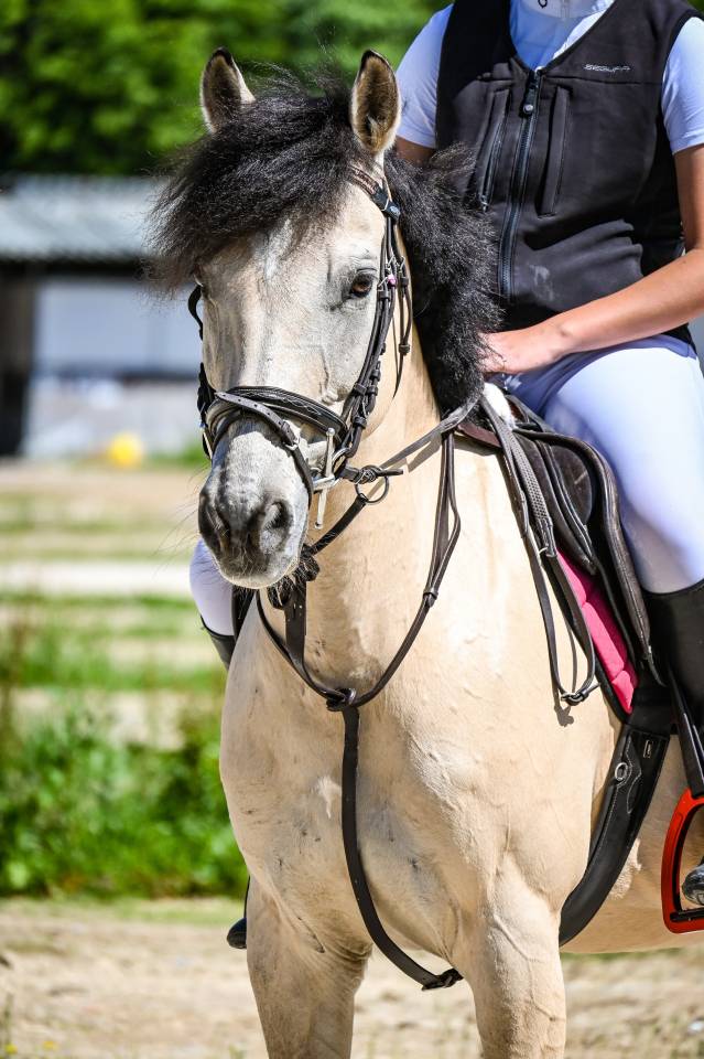 Gelding British Riding Pony For sale 2014 Palomino