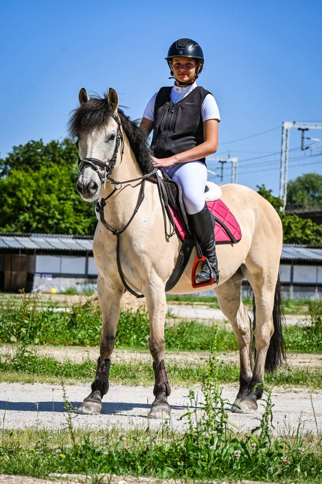 Gelding British Riding Pony For sale 2014 Palomino