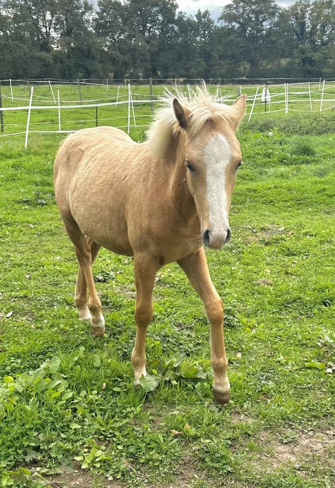 Filly French Saddle Pony For sale 2025 Palomino