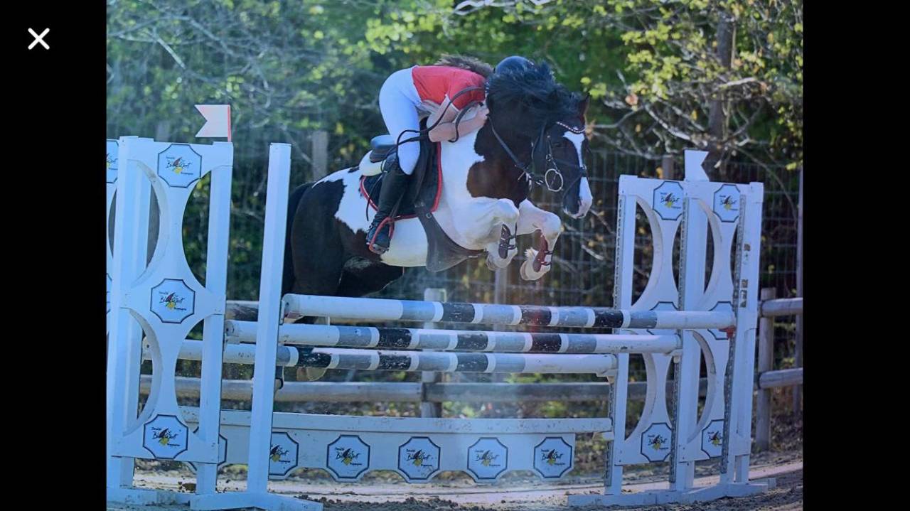 Stallion Welsh Part Bred For sale 2010 Coloured