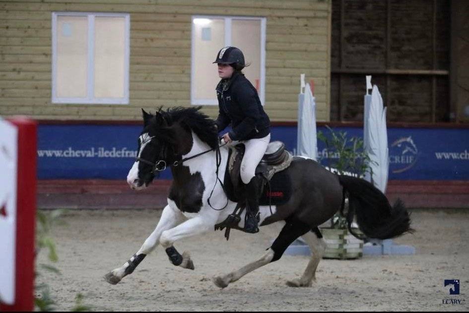 Stallion Welsh Part Bred For sale 2010 Coloured