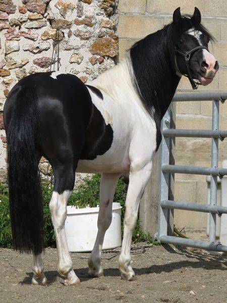 Stallion Welsh Part Bred For sale 2010 Coloured