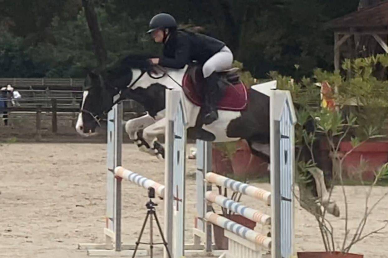 Stallion Welsh Part Bred For sale 2010 Coloured