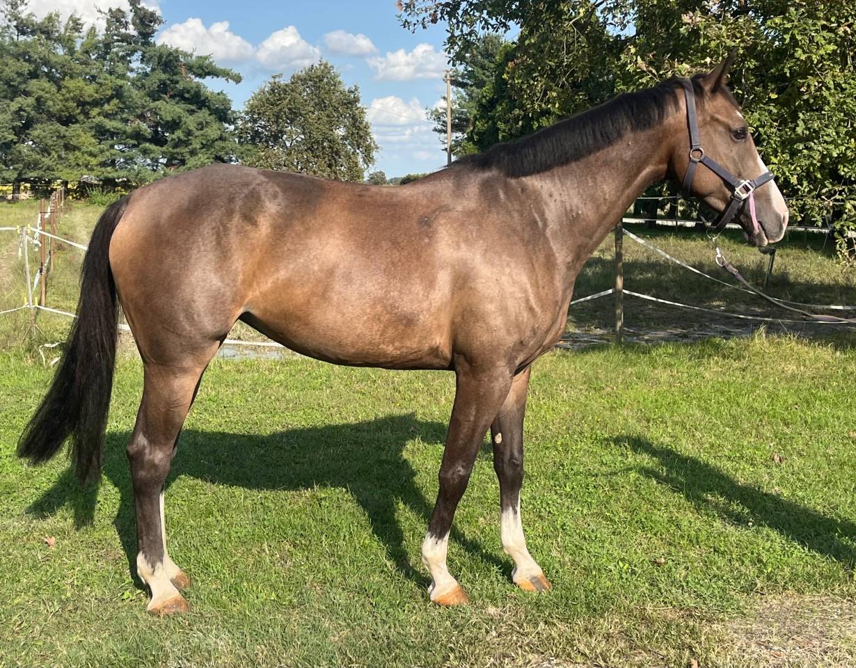 Mare Cheval de Selle Italien For sale 2018 Bay