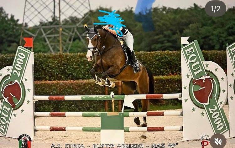 Mare Cheval de Selle Italien For sale 2018 Bay