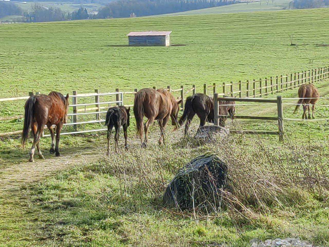 Equestrian property  Haute-Saône