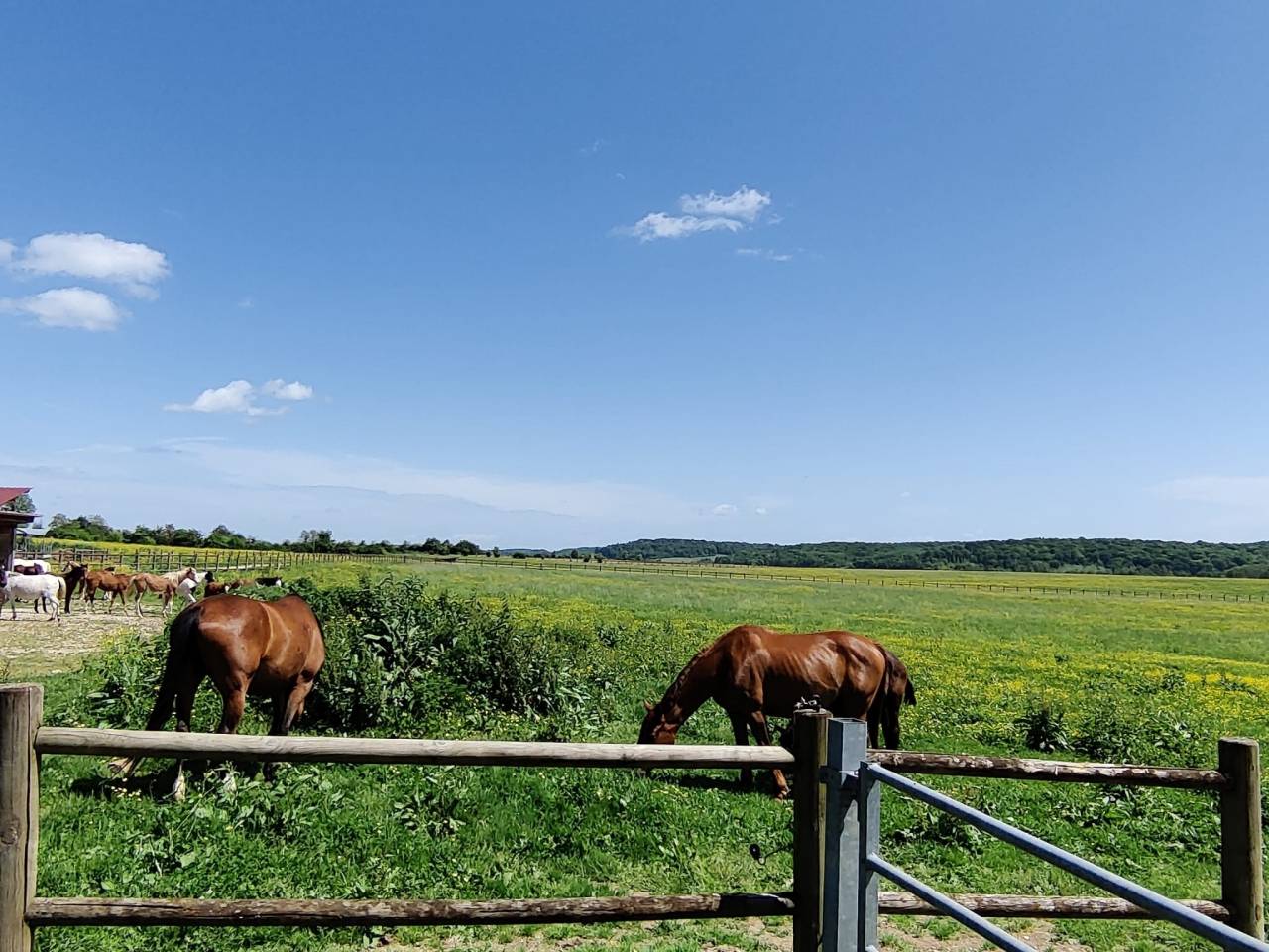 Equestrian property  Haute-Saône