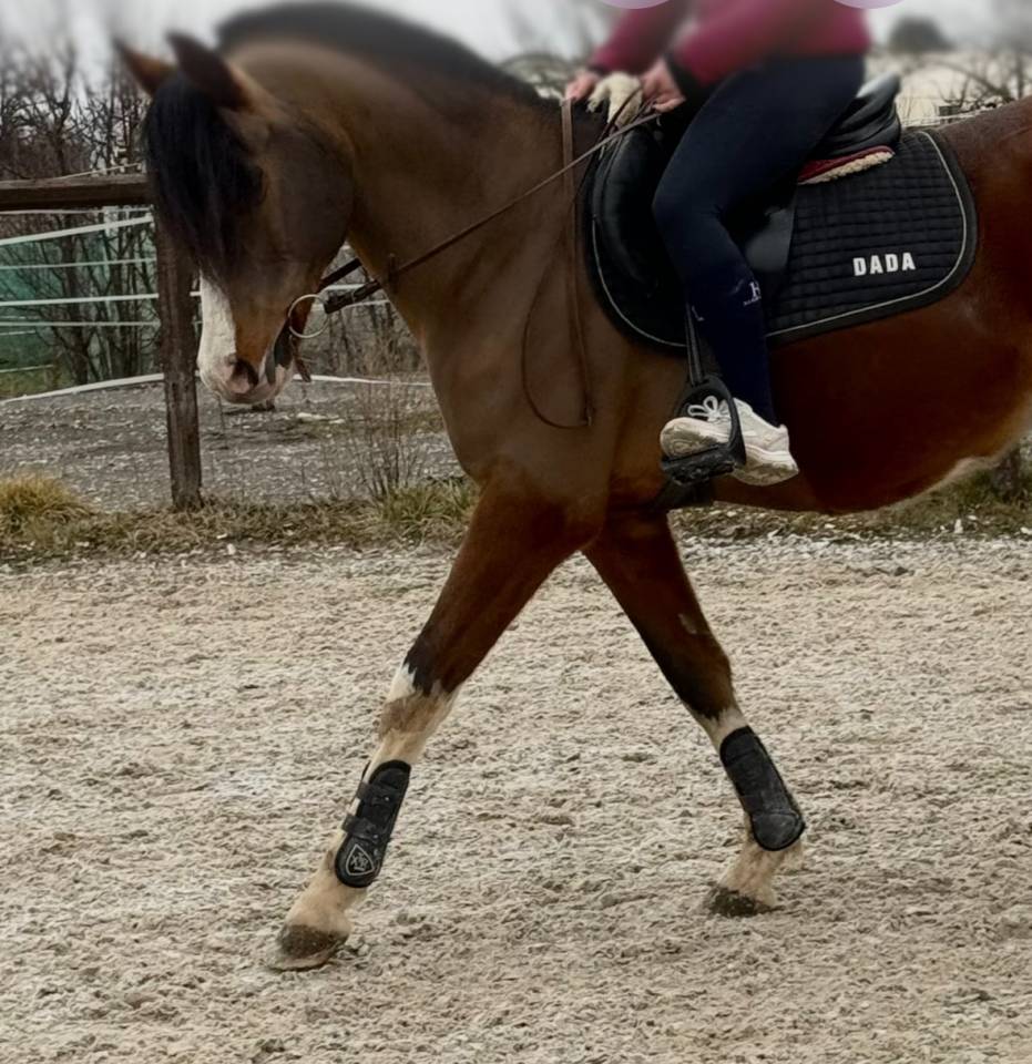 Stallion Galician, Gallego Part-Livery 2018 Bay