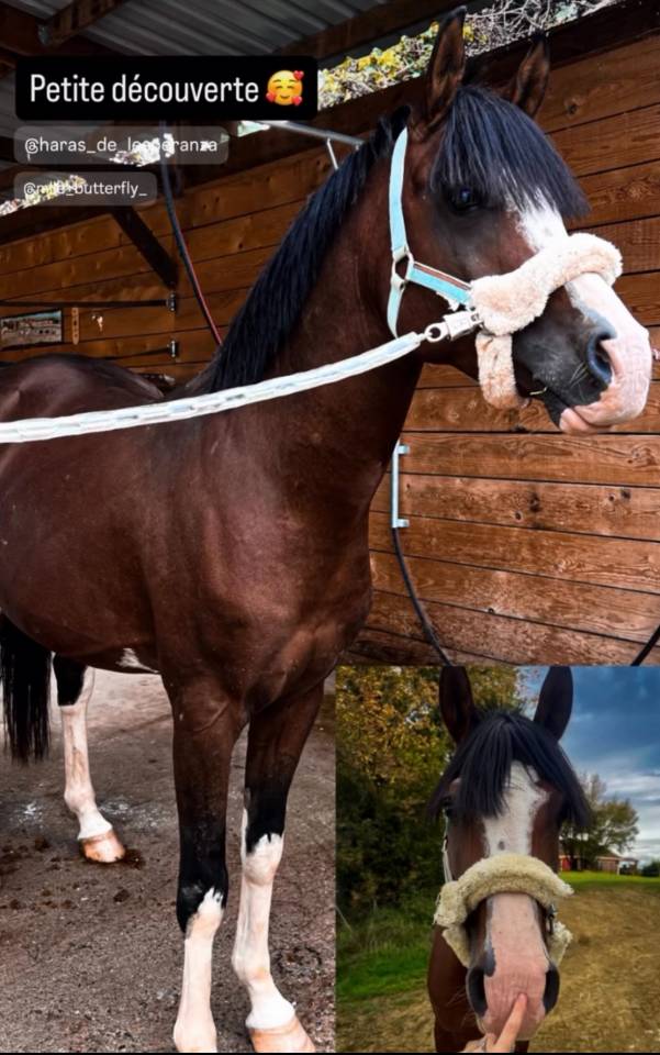 Stallion Galician, Gallego Part-Livery 2018 Bay