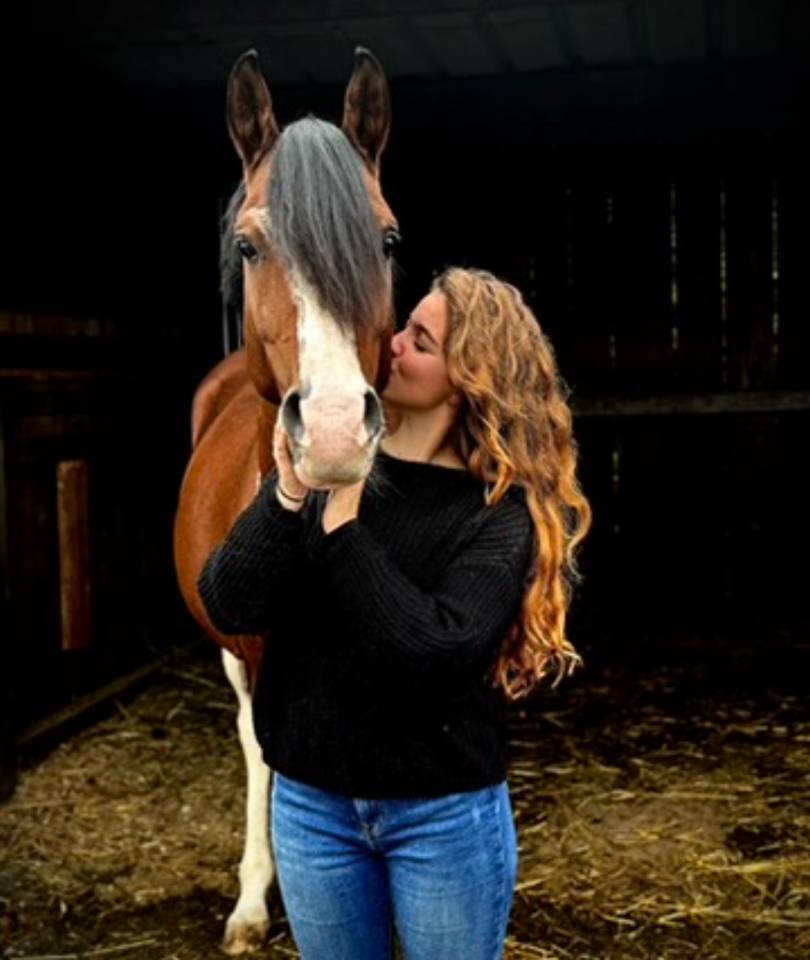 Stallion Galician, Gallego Part-Livery 2018 Bay