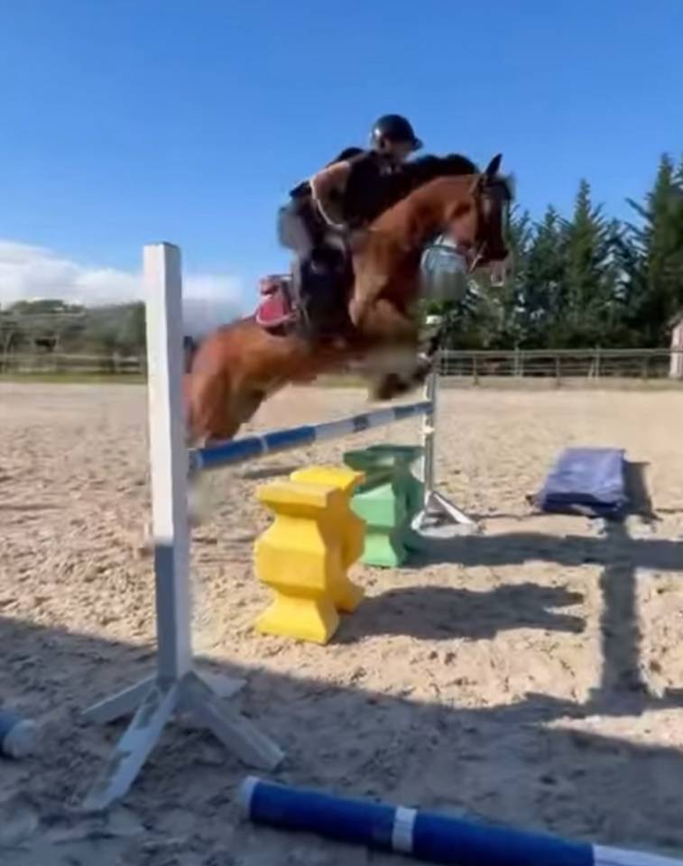 Stallion Galician, Gallego Part-Livery 2018 Bay