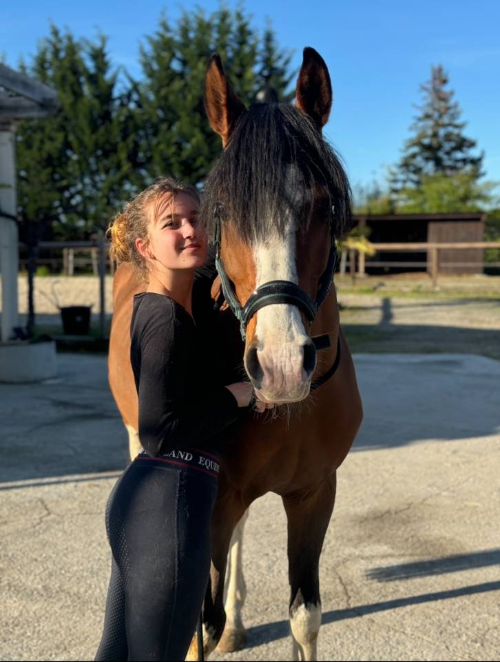 Stallion Galician, Gallego Part-Livery 2018 Bay