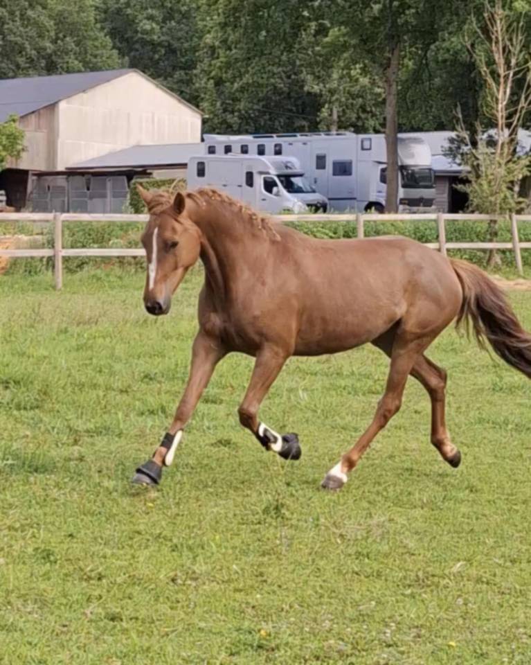 Mare French Saddle Pony For sale 2019 Liver chestnut