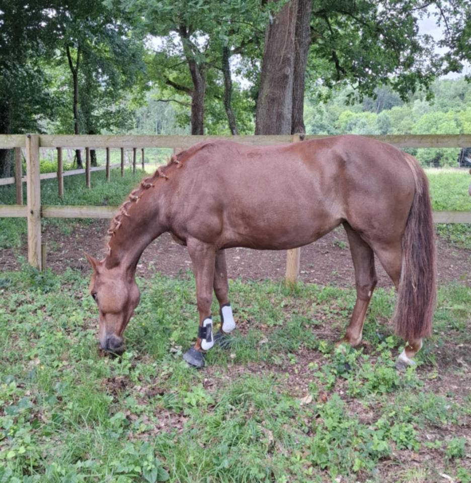 Mare French Saddle Pony For sale 2019 Liver chestnut