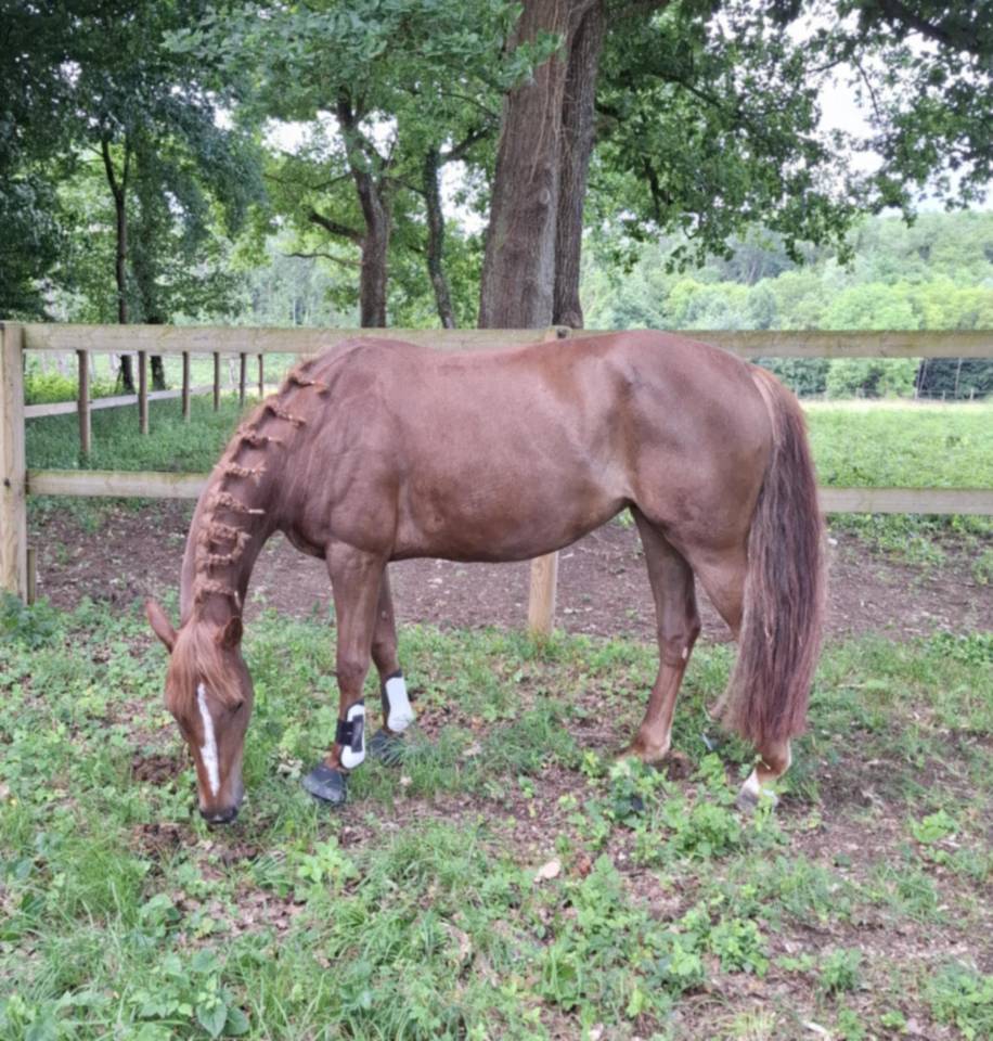 Mare French Saddle Pony For sale 2019 Liver chestnut