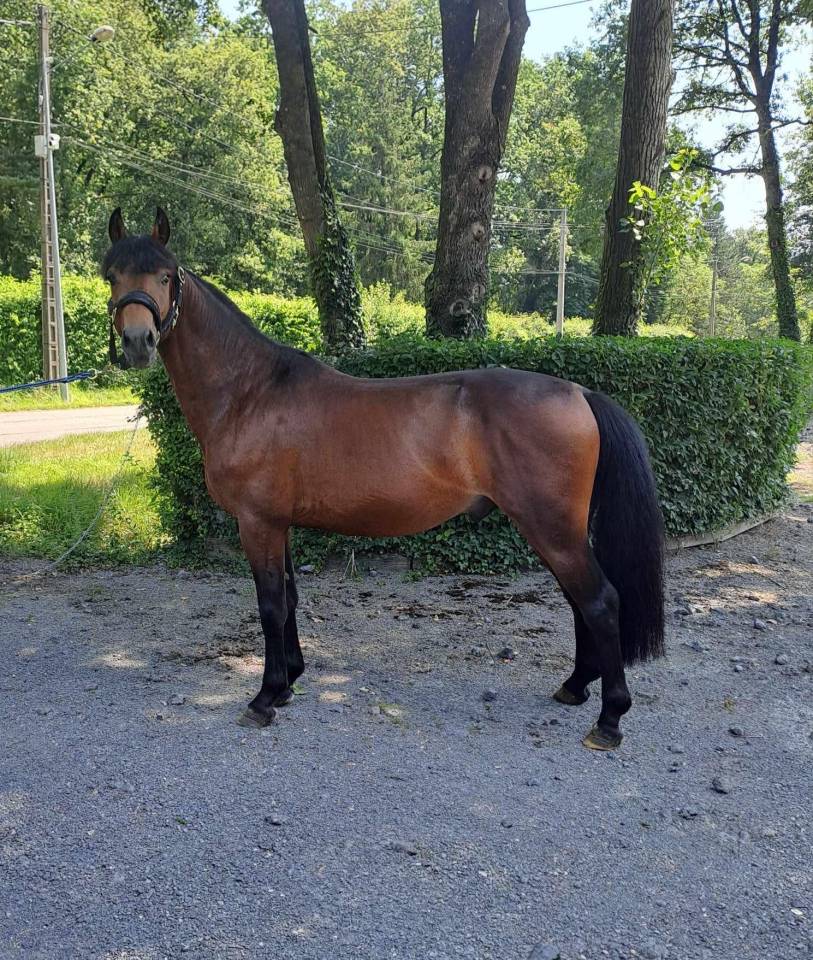 Gelding French Saddle Pony For sale 2021 Dark Bay