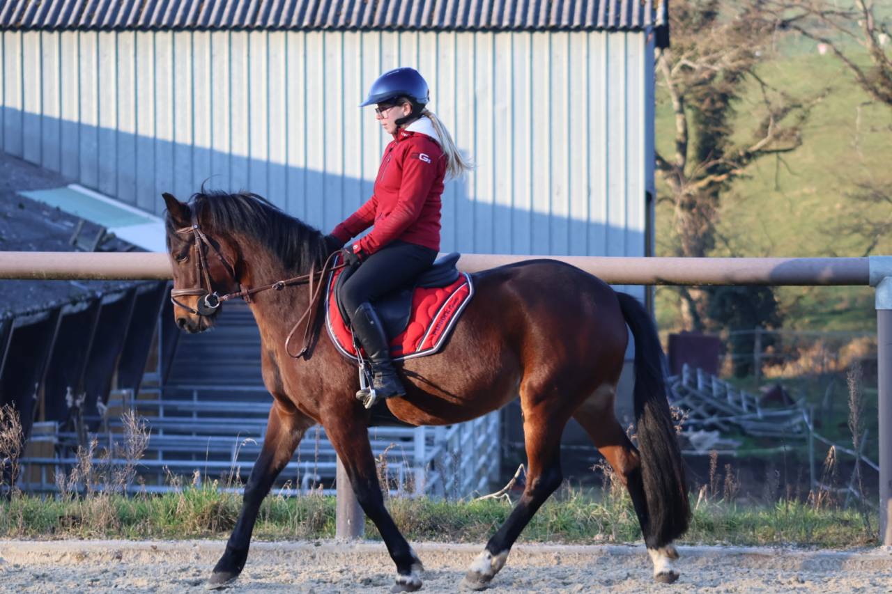 Gelding French Saddle Pony For sale 2021 Dark Bay