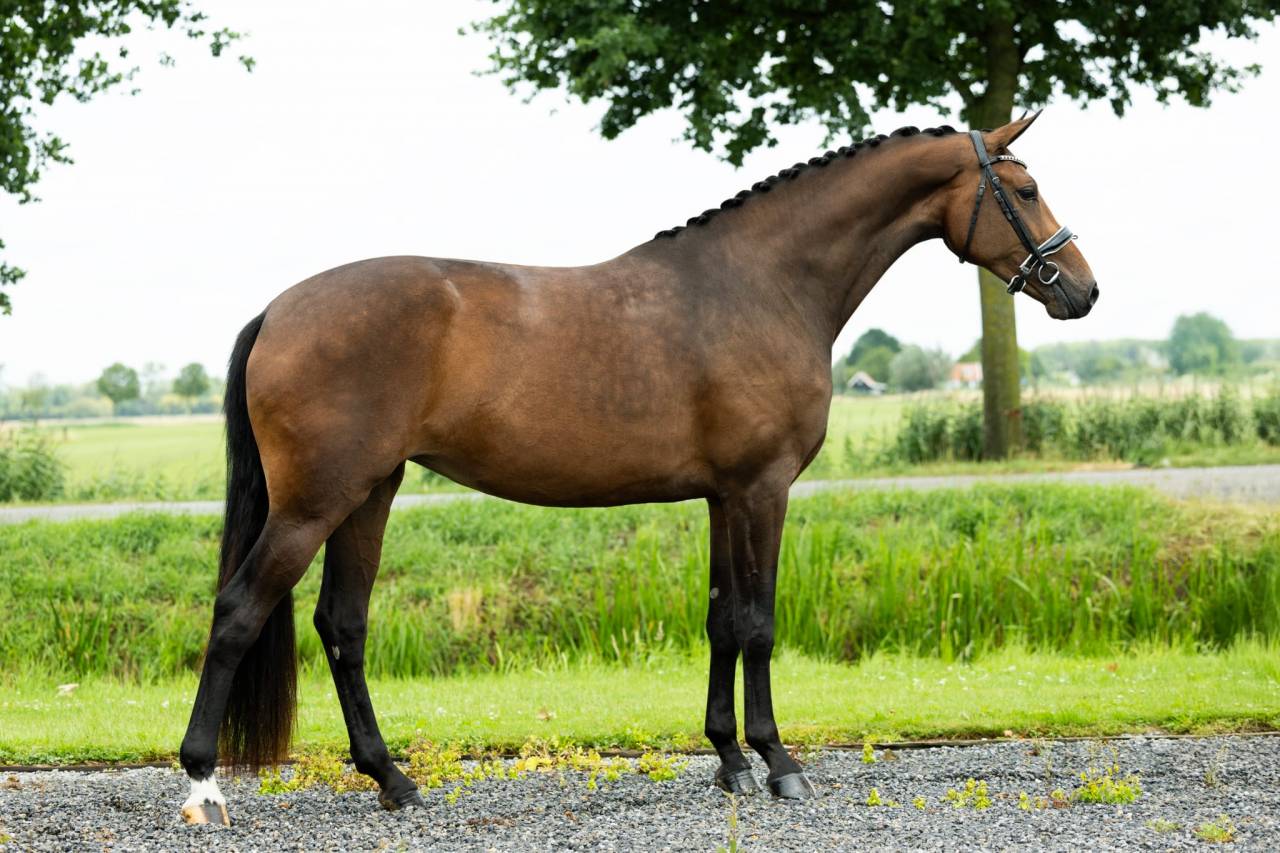 Mare KWPN Dutch Warmblood For sale 2022 Bay
