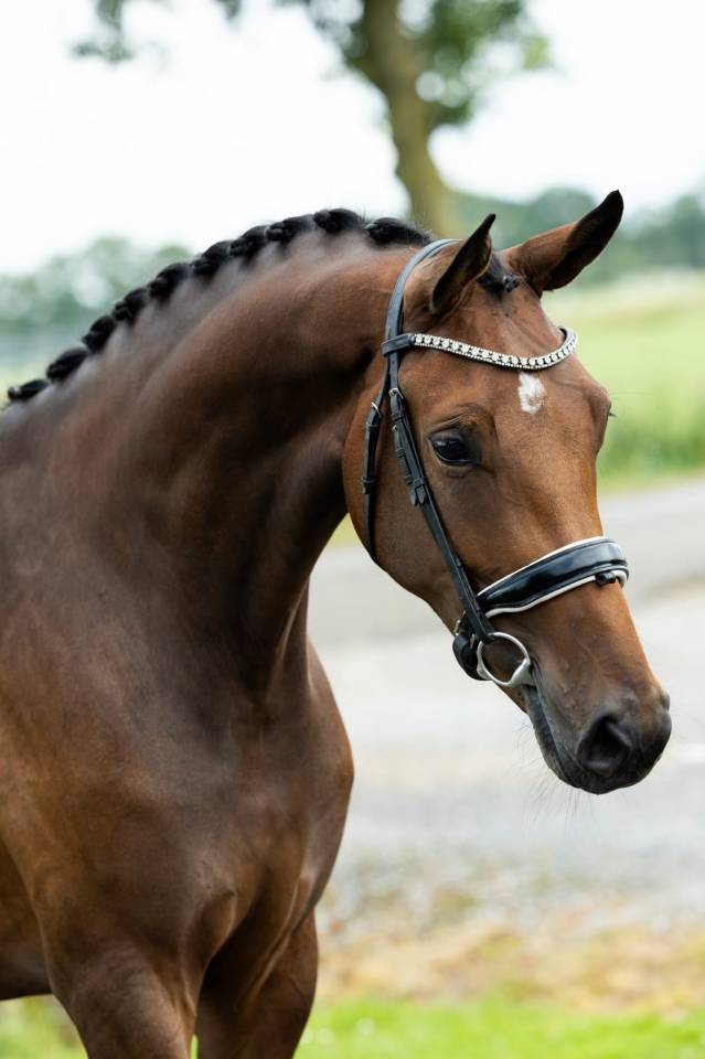 Mare KWPN Dutch Warmblood For sale 2022 Bay