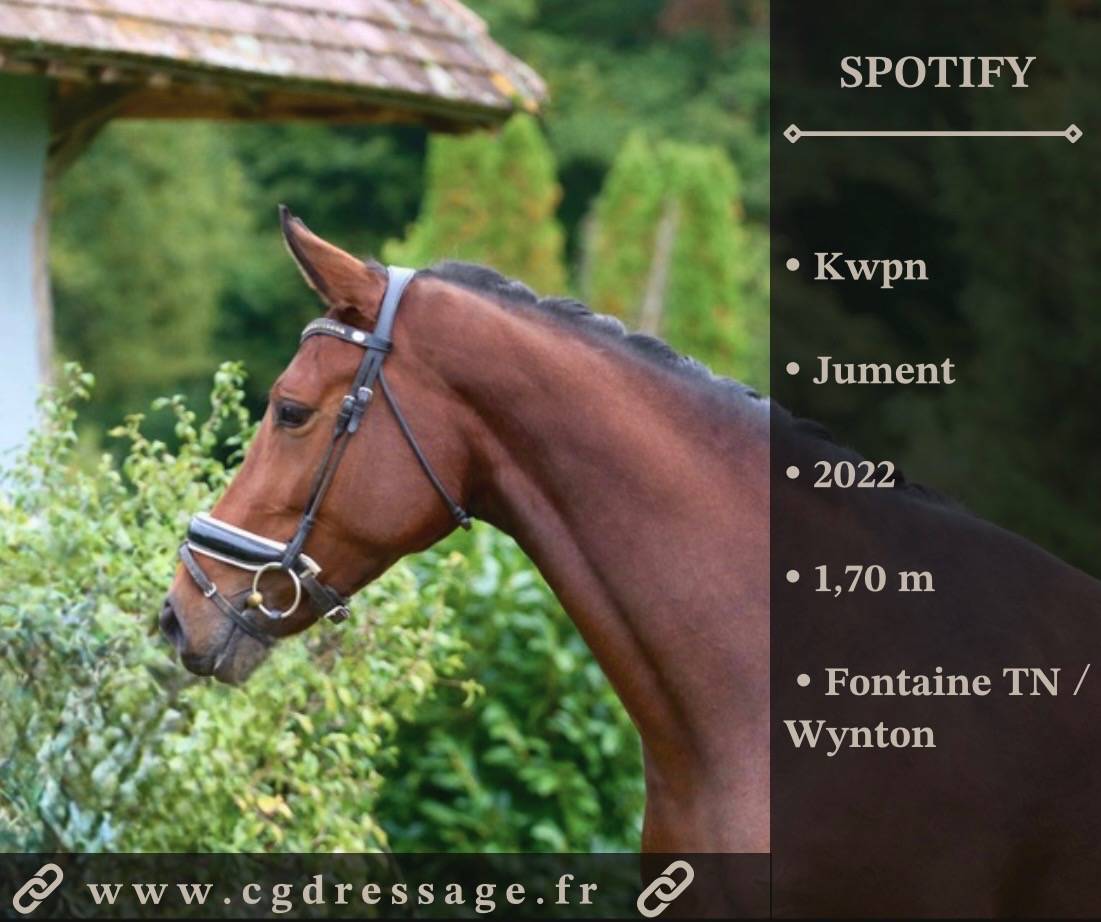 Mare KWPN Dutch Warmblood For sale 2022 Bay