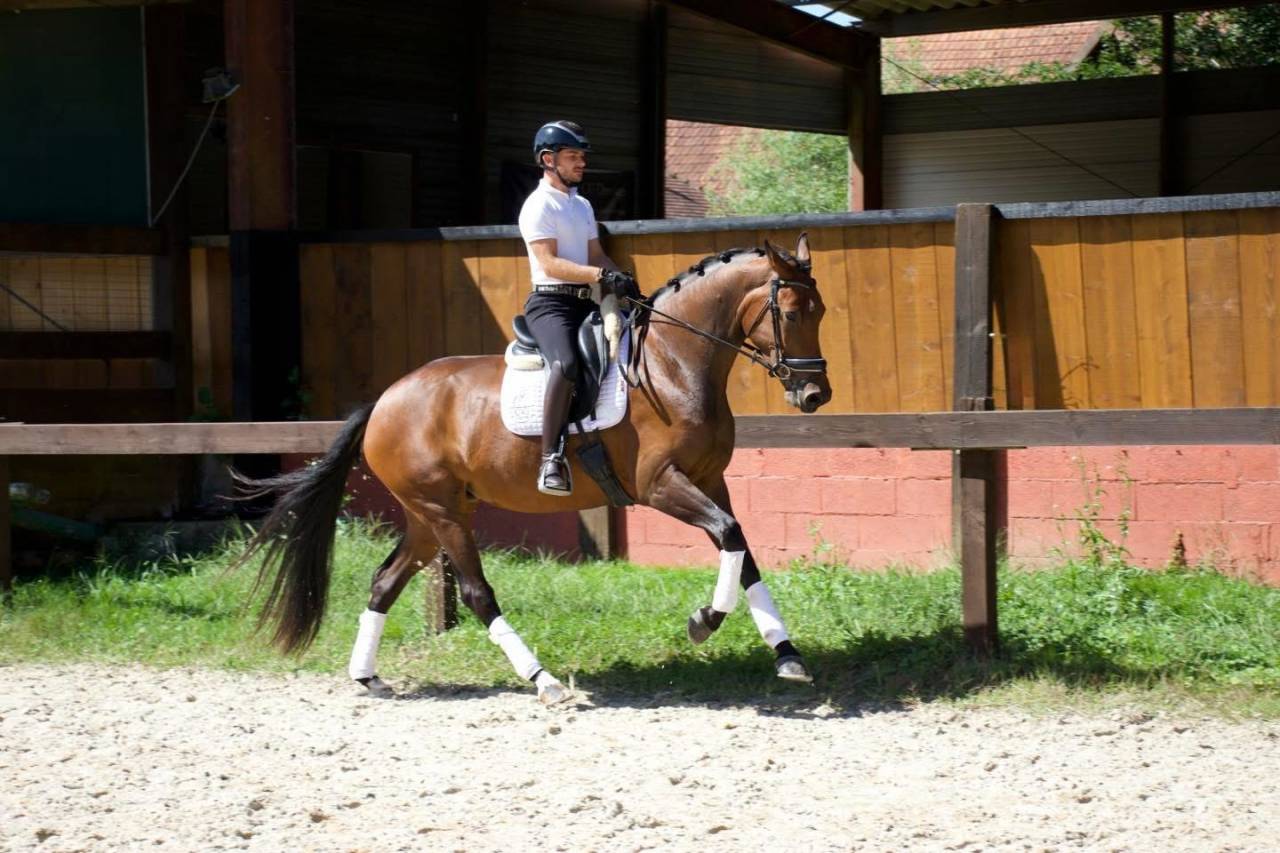 Mare KWPN Dutch Warmblood For sale 2022 Bay