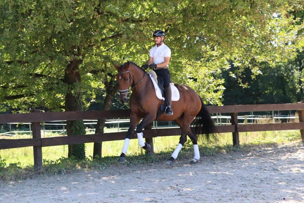Mare KWPN Dutch Warmblood For sale 2022 Bay