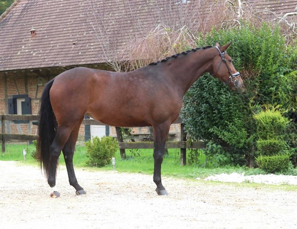 Mare KWPN Dutch Warmblood For sale 2022 Bay