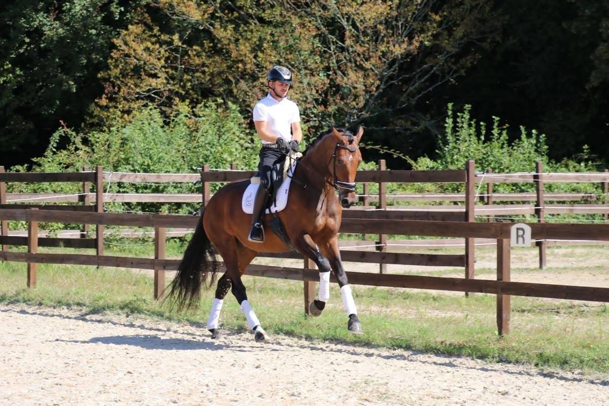 Mare KWPN Dutch Warmblood For sale 2022 Bay