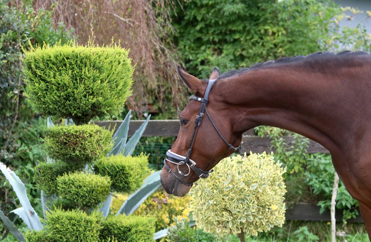 Mare KWPN Dutch Warmblood For sale 2022 Bay