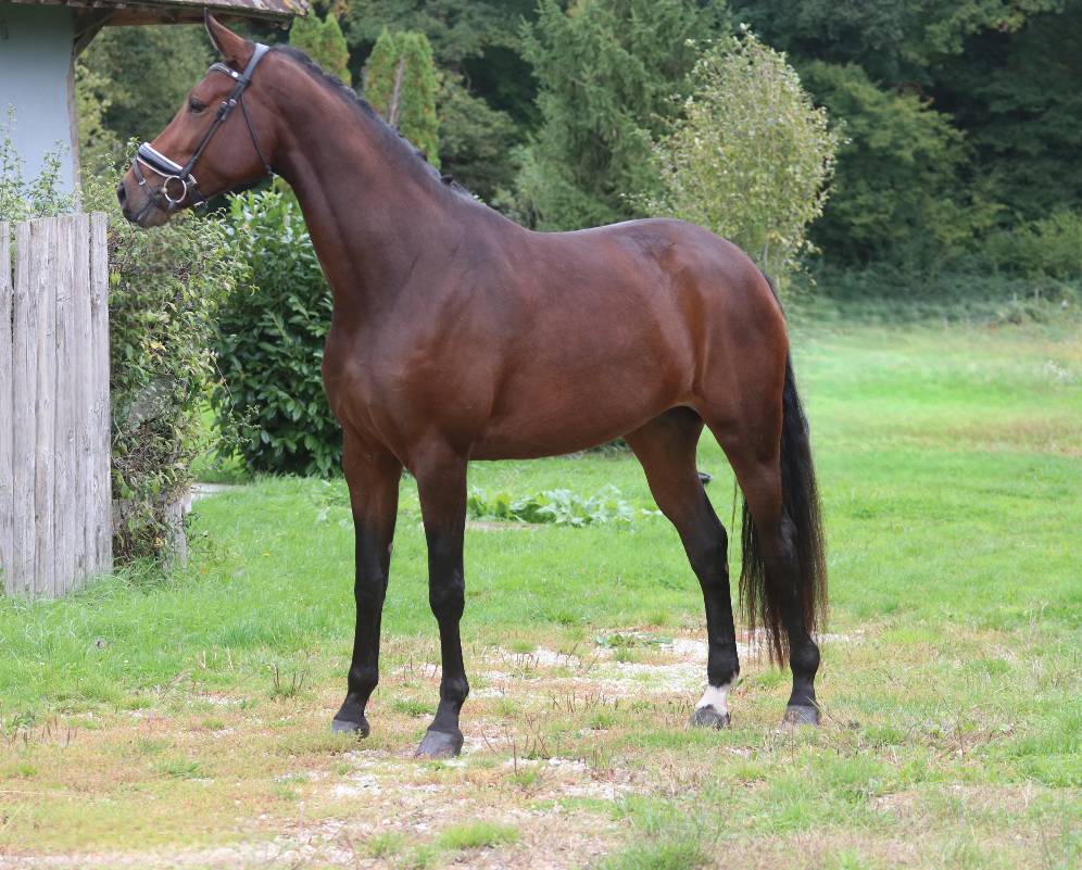 Mare KWPN Dutch Warmblood For sale 2022 Bay