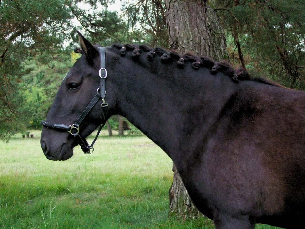 Mare Origin Recorded For sale 2021 Black