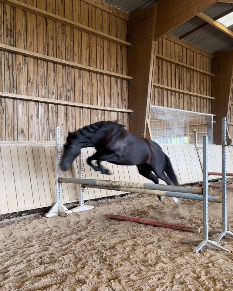 Mare Origin Recorded For sale 2021 Black