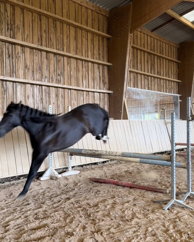 Mare Origin Recorded For sale 2021 Black