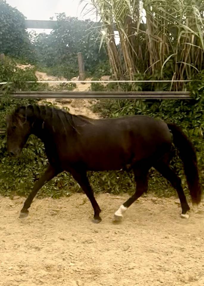Mare Origin Recorded For sale 2021 Black