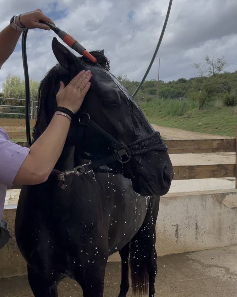 Mare Origin Recorded For sale 2021 Black