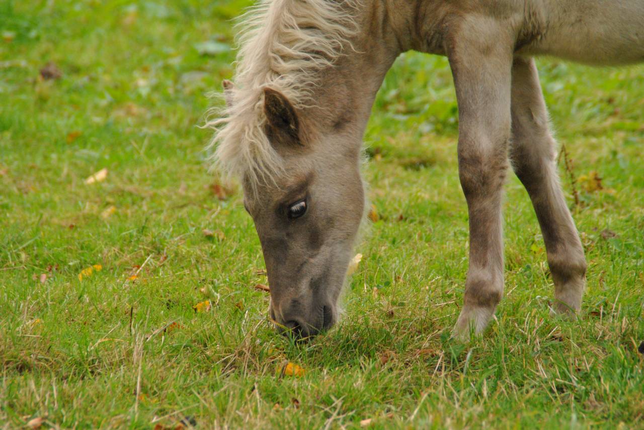 Colt Shetland Pony For sale 2025 Silver dapple