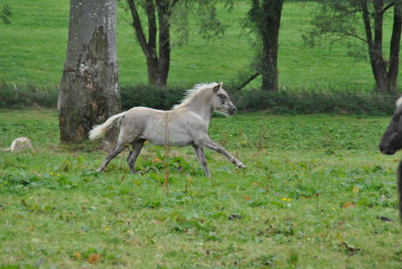 Colt Shetland Pony For sale 2025 Silver dapple