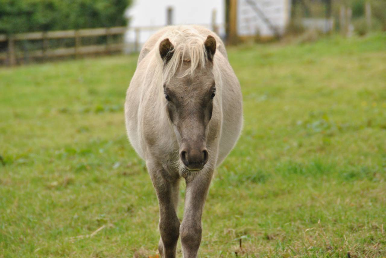 Colt Shetland Pony For sale 2025 Silver dapple