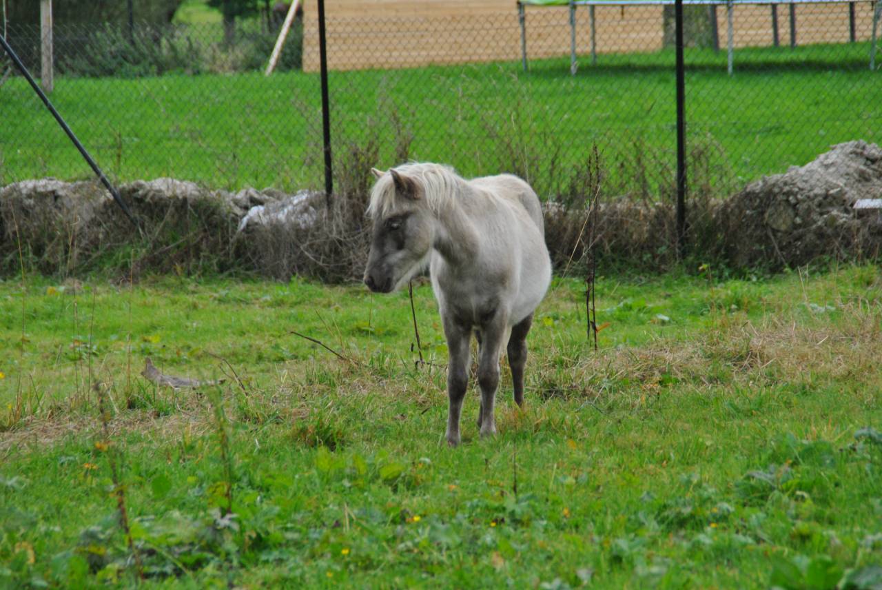 Colt Shetland Pony For sale 2025 Silver dapple