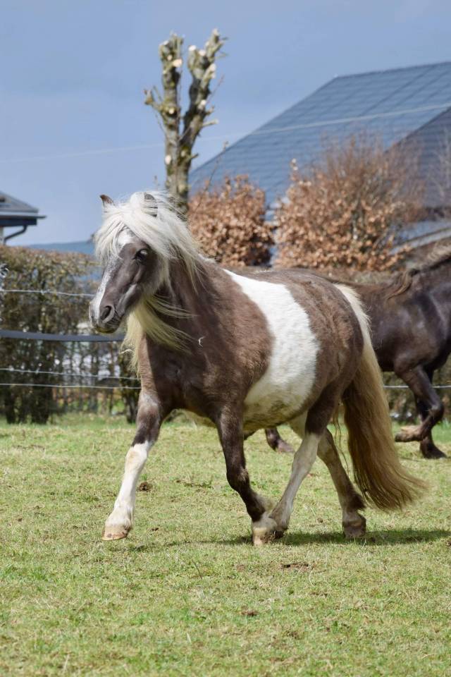 Colt Shetland Pony For sale 2025 Silver dapple