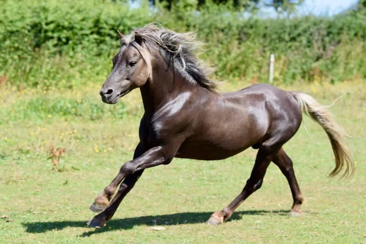 Colt Shetland Pony For sale 2025 Silver dapple