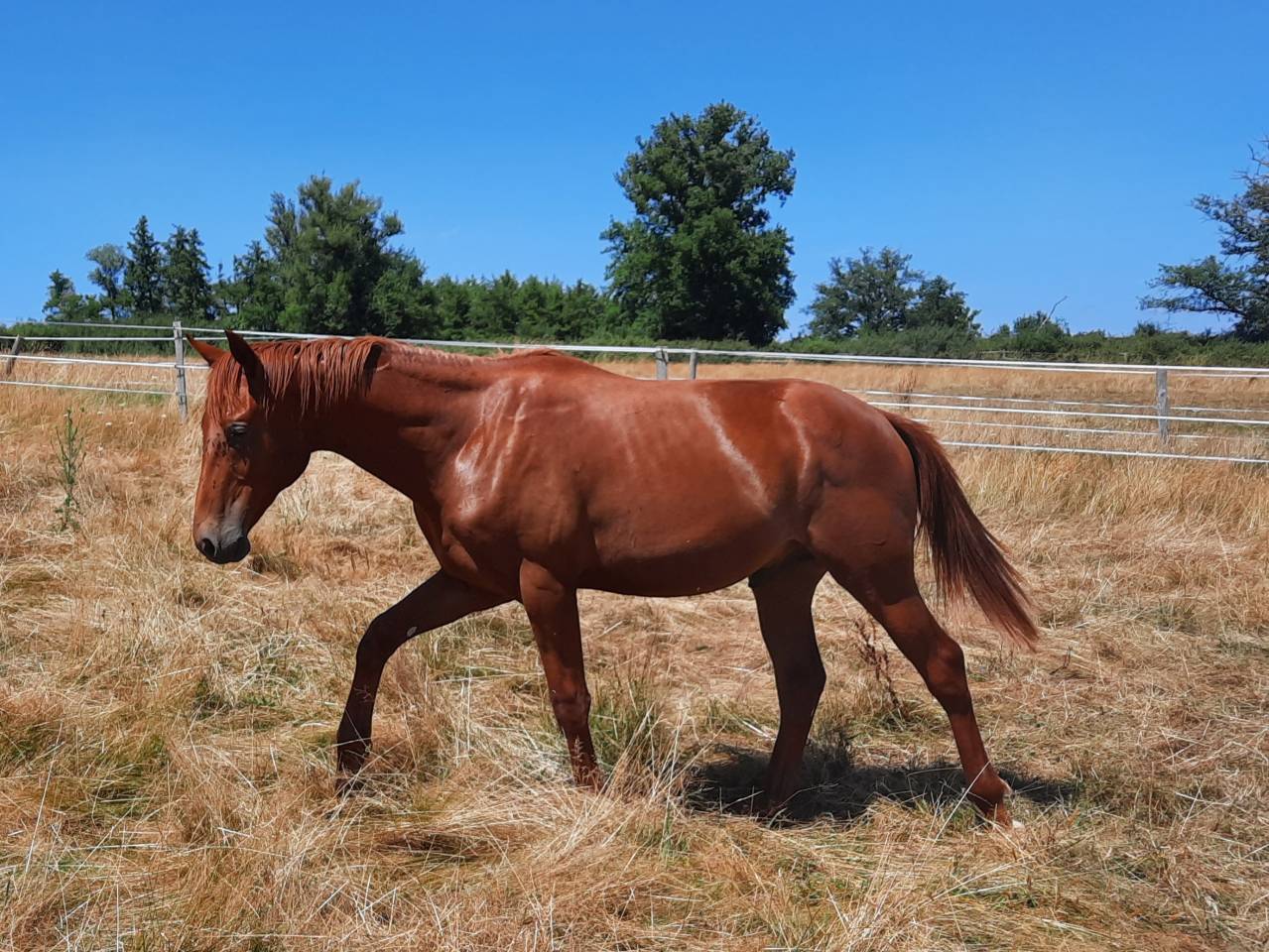 Colt Oldenburg For sale 2024 Chesnut