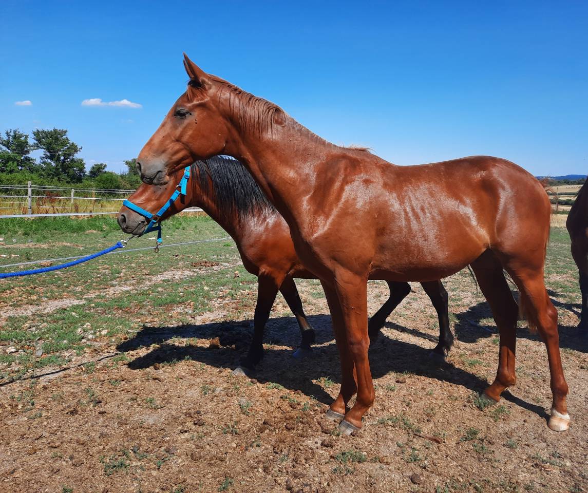 Colt Oldenburg For sale 2024 Chesnut