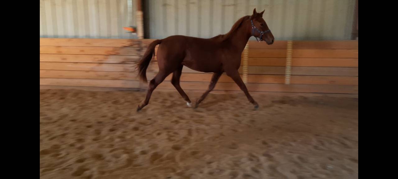 Colt Oldenburg For sale 2024 Chesnut