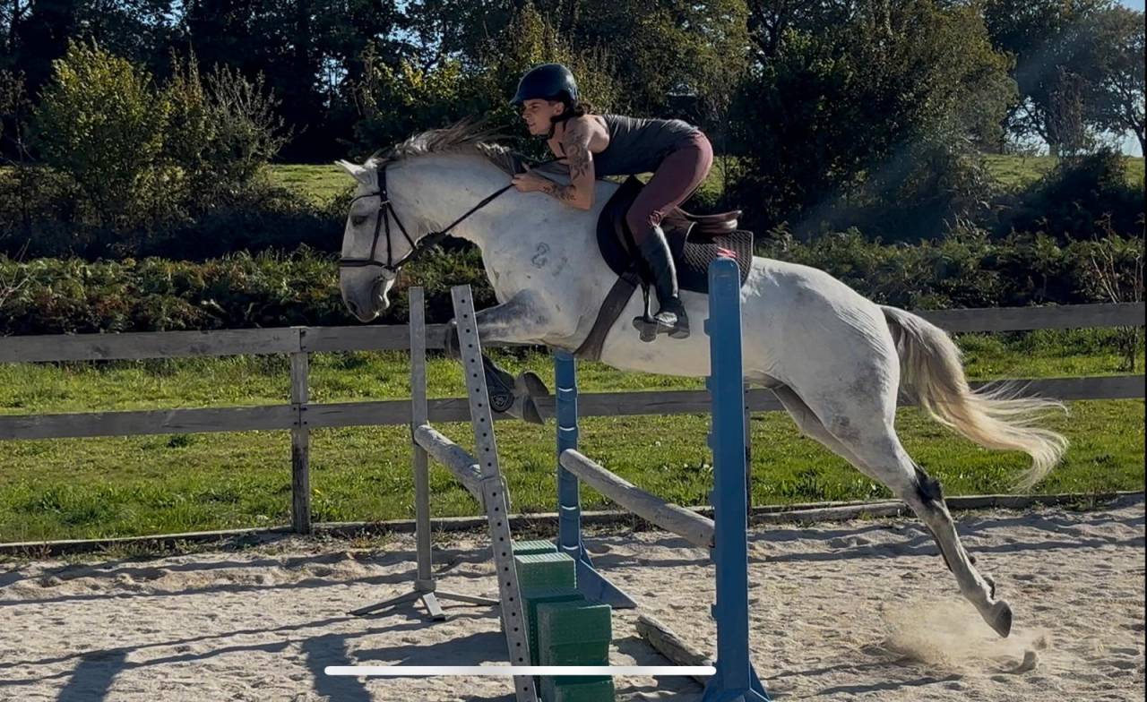 Gelding Lusitano For sale 2016 Grey
