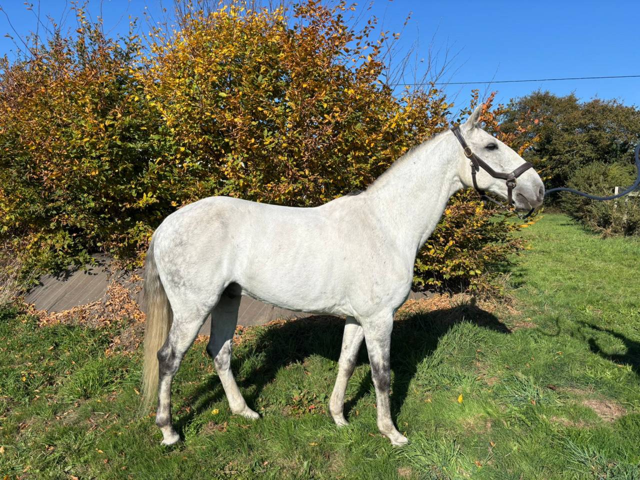 Gelding Lusitano For sale 2016 Grey
