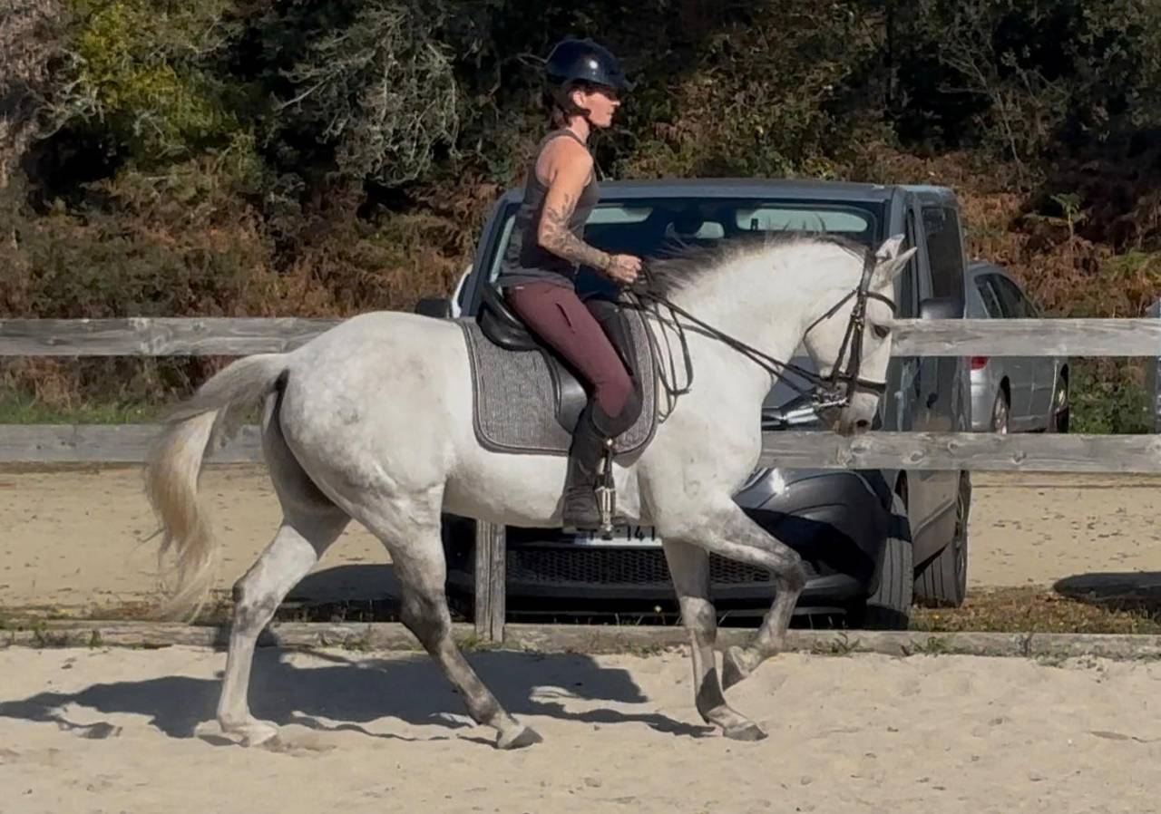 Gelding Lusitano For sale 2016 Grey