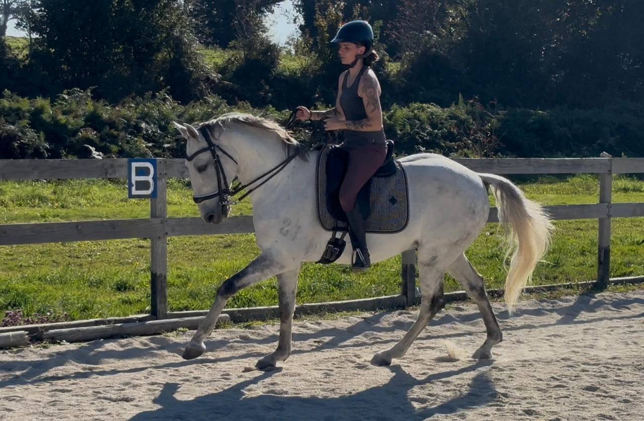 Gelding Lusitano For sale 2016 Grey