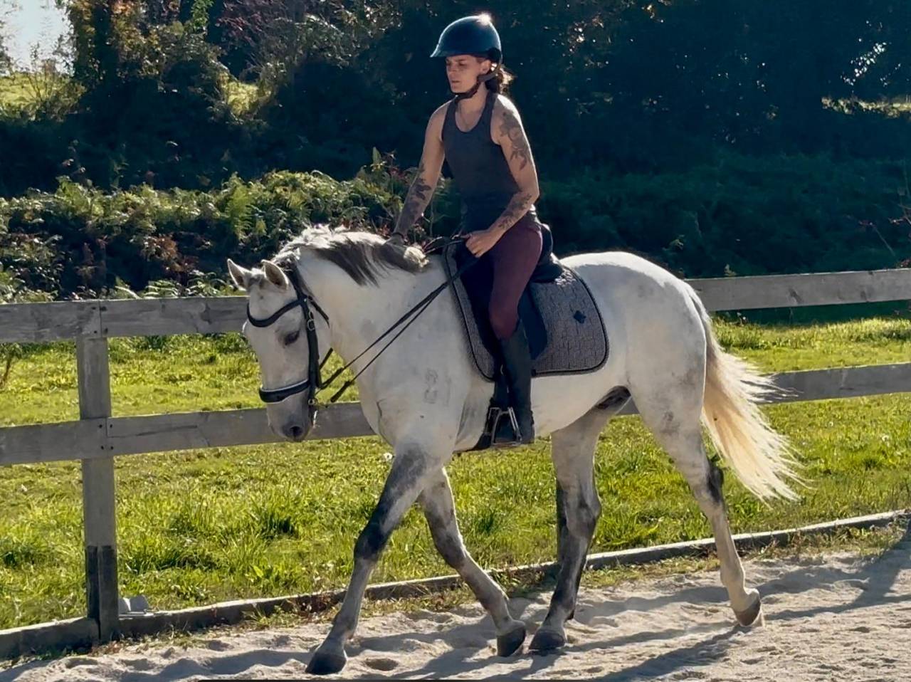 Gelding Lusitano For sale 2016 Grey