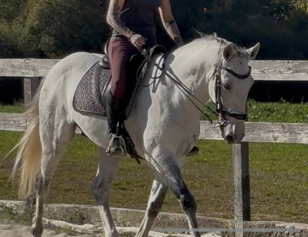 Gelding Lusitano For sale 2016 Grey